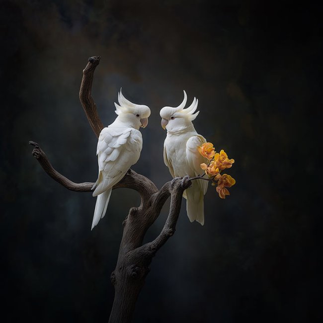 Pareja de pájaros