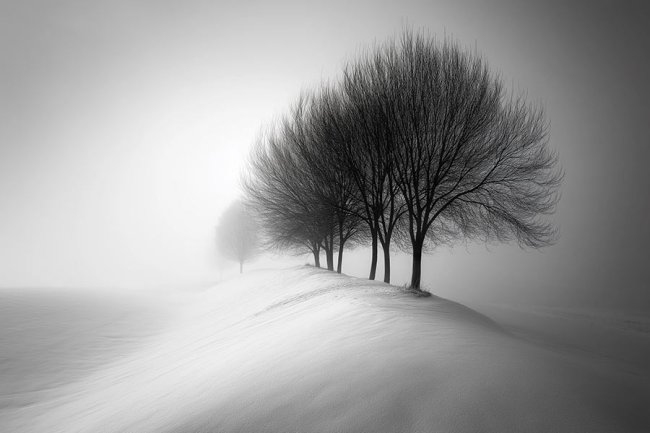 Árboles en invierno